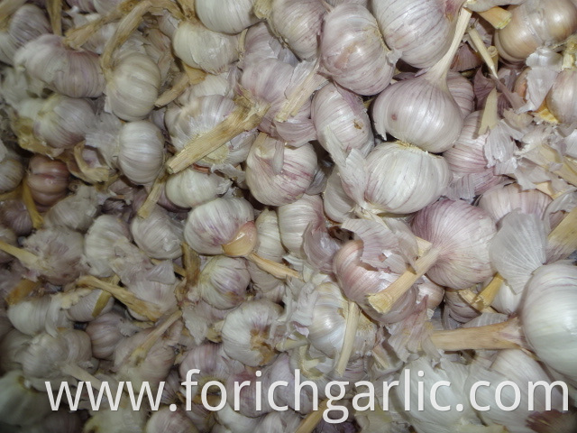 New Crop Fresh Garlic